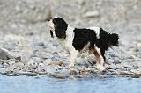 CAVALIER KING CHARLES 238